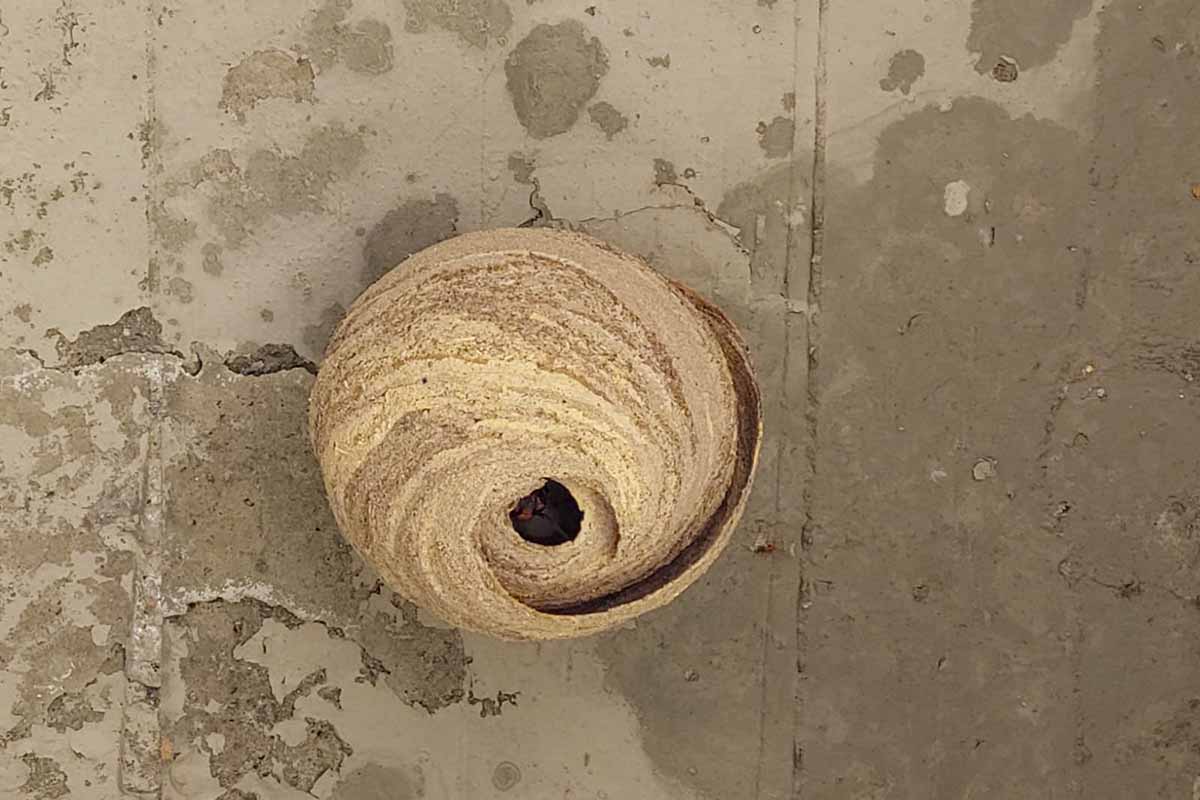 nido primario vespa velutina toscana