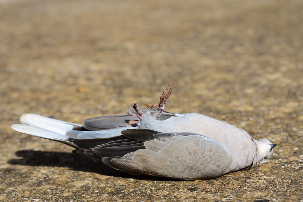 piccione morto
