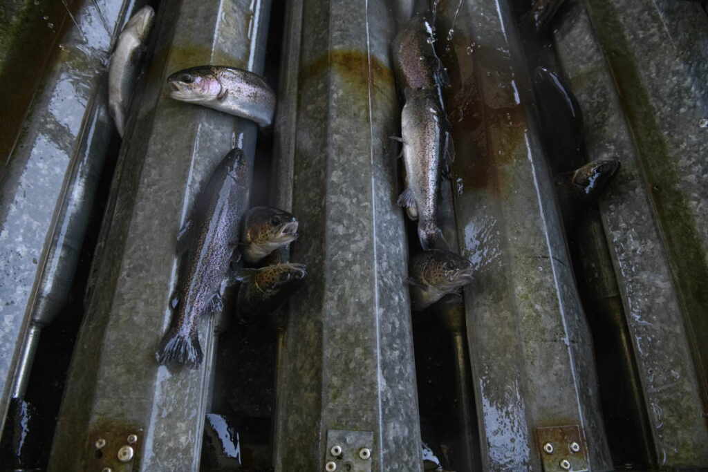 allevamenti pesci europa