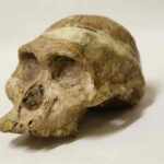 australopithecus africanus