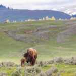 bisonte parco yellowstone