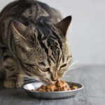 cibo umido per gatto