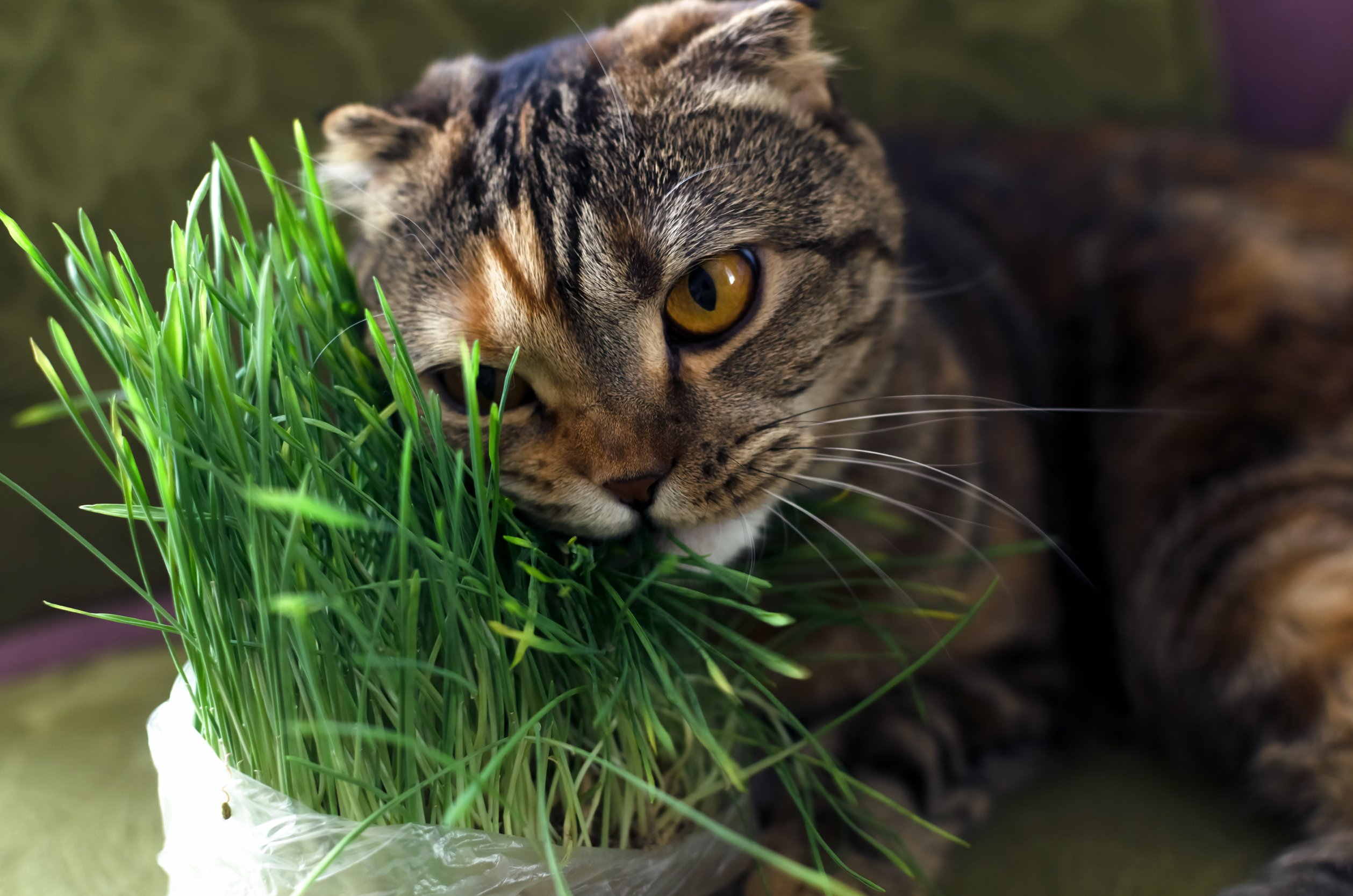 L'erba gatta può avere un effetto nascosto (ma molto utile) sul tuo micio  che quasi nessuno conosce - greenMe