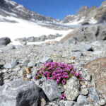 fiori alpi