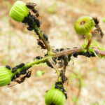 formiche sulle piante