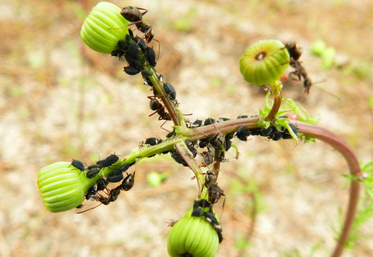 formiche sulle piante