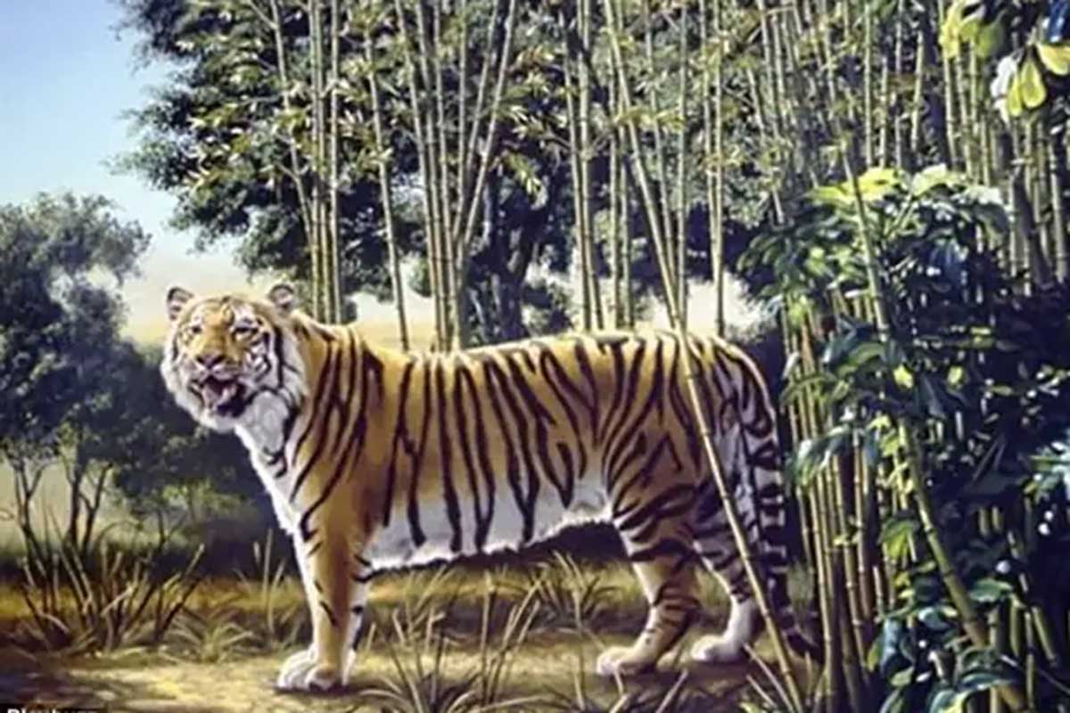 illusione ottica tigre