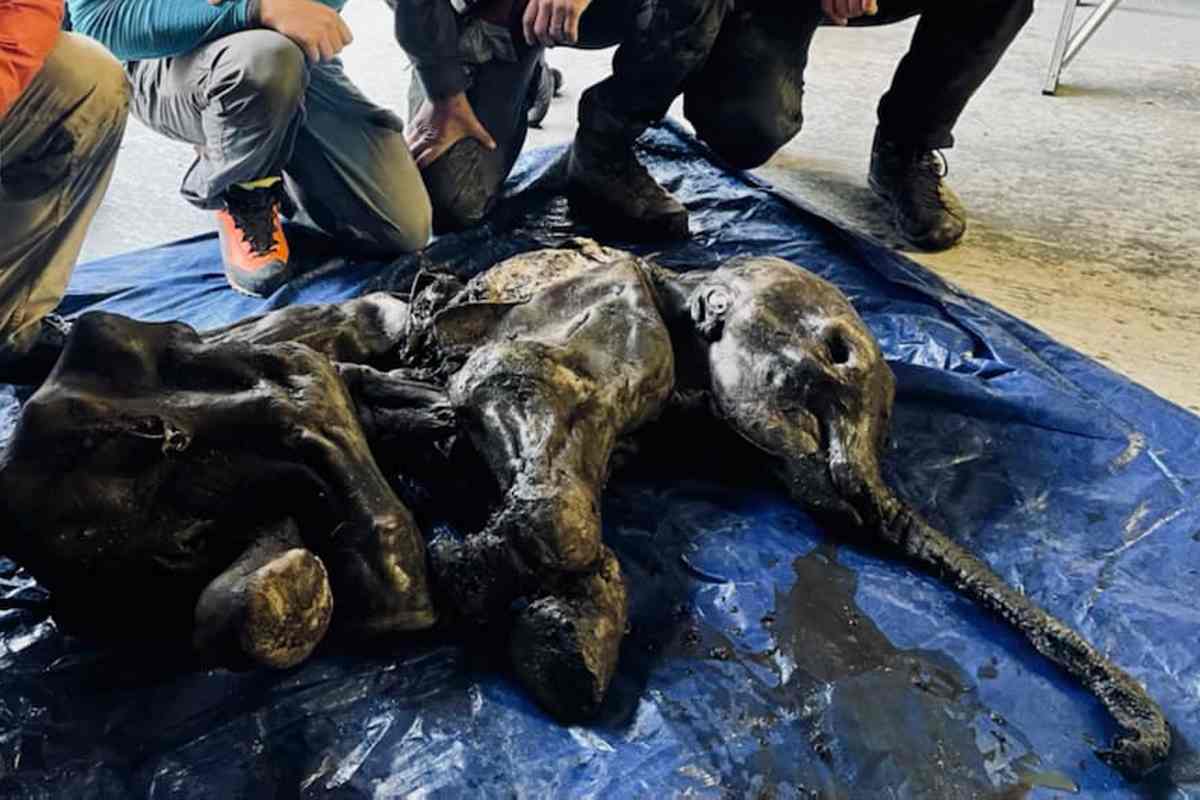 Amazing discovery in Canada!  The baby mammoth emerges completely protected from permafrost