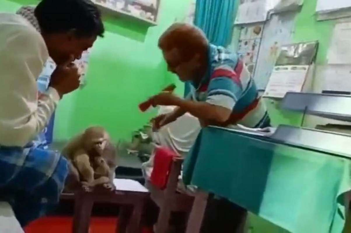 scimmia veterinario