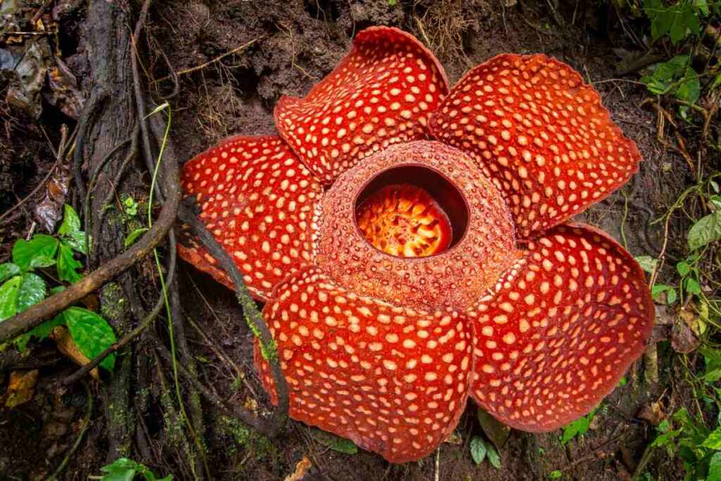 Rafflesia fiore