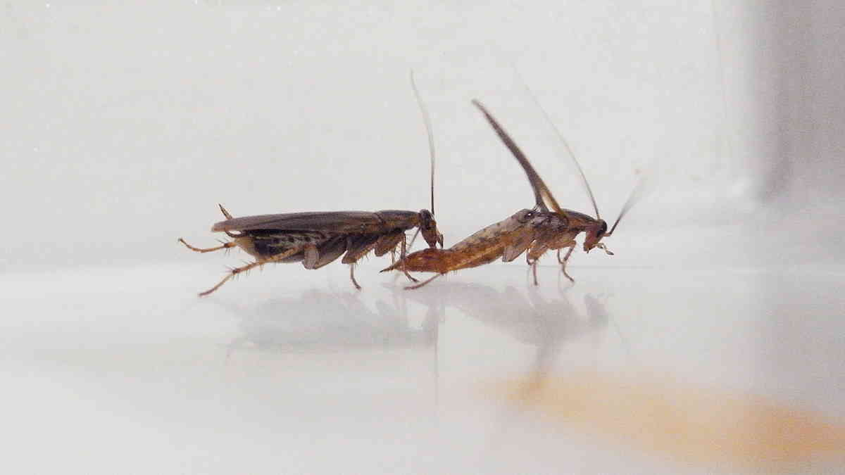 scarafaggi evoluzione accoppiamento