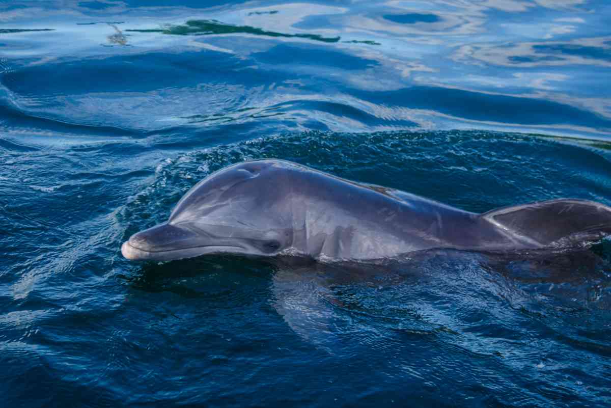 delfino tursiope