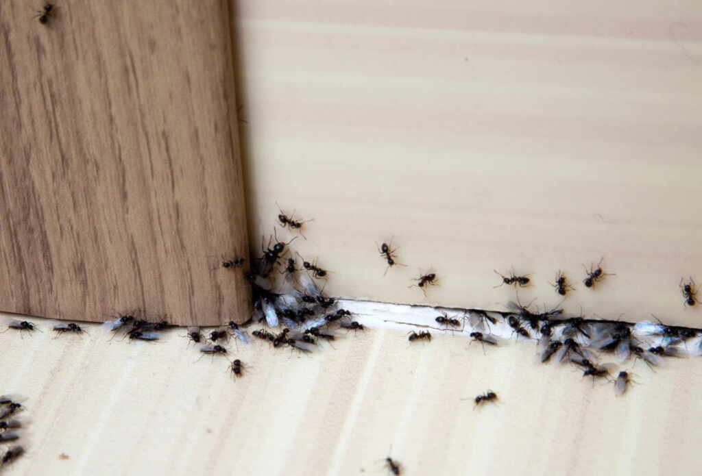 formiche sul battiscopa