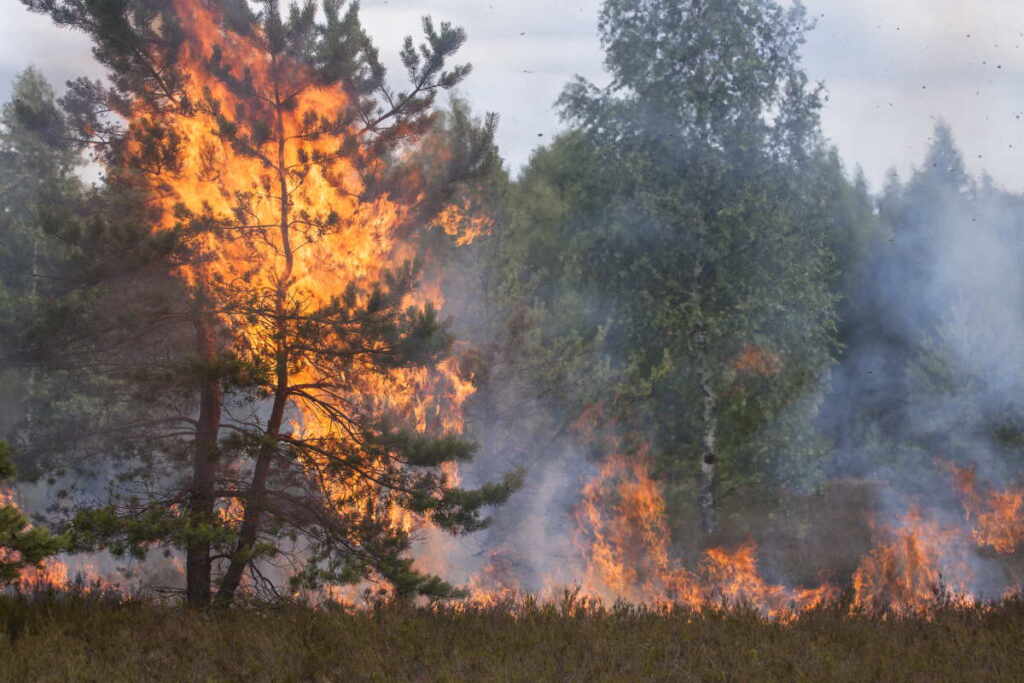incendi in foresta