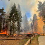 incendio sequoie