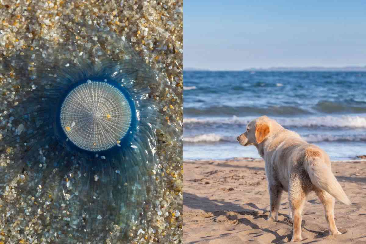 porpita cane mare spiaggia