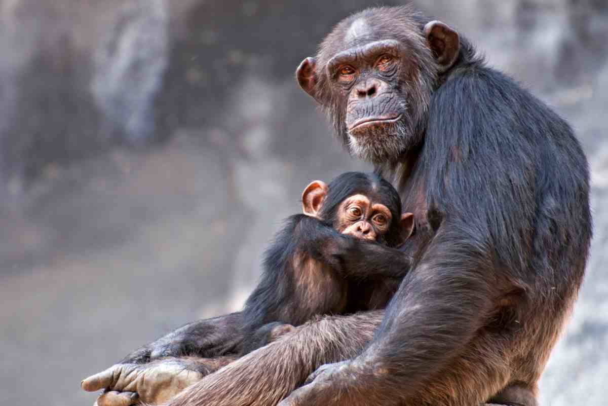 scimpanzé