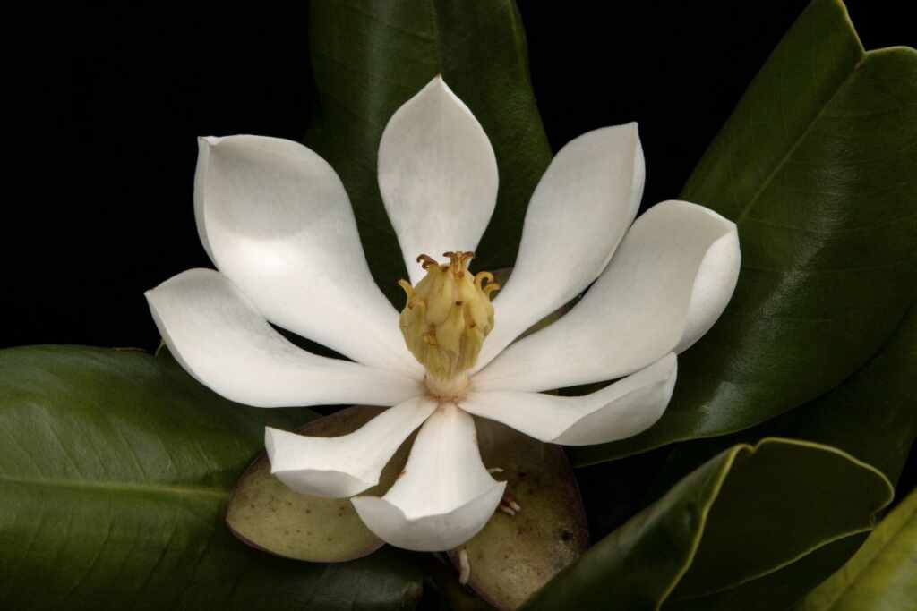 Magnolia Haiti