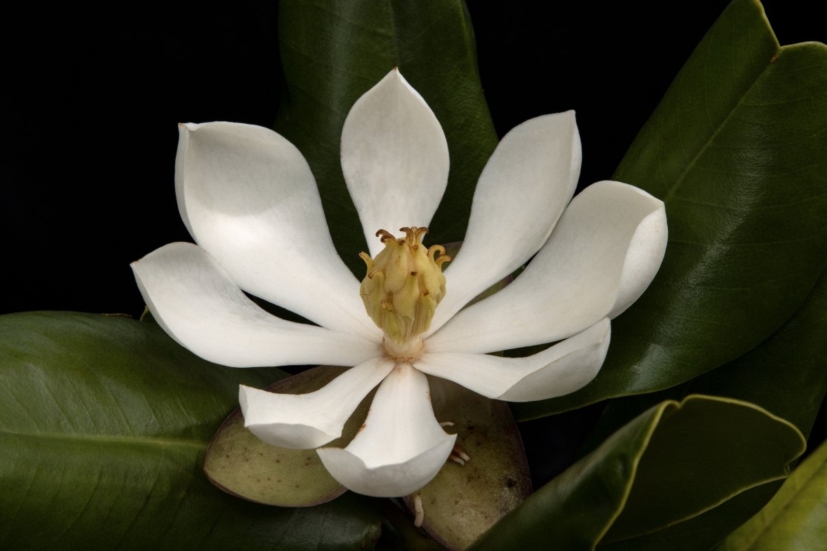 Magnolia Haiti