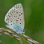 grande farfalla blu