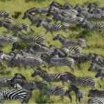 illusione ottica zebre