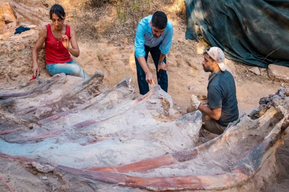 Os restos de um dinossauro foram encontrados no jardim de uma casa: pode ser o maior espécime da Europa