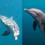Delfini indonesiani in libertà