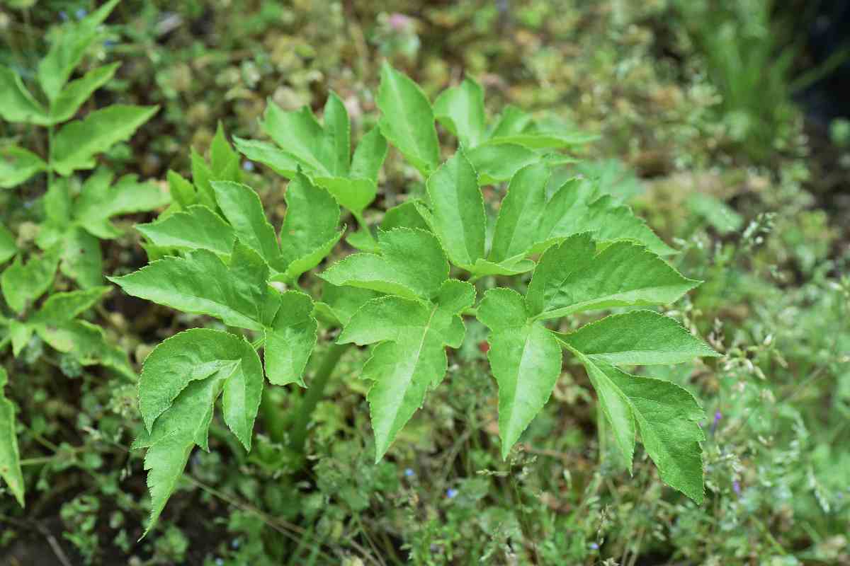 ashitaba pianta