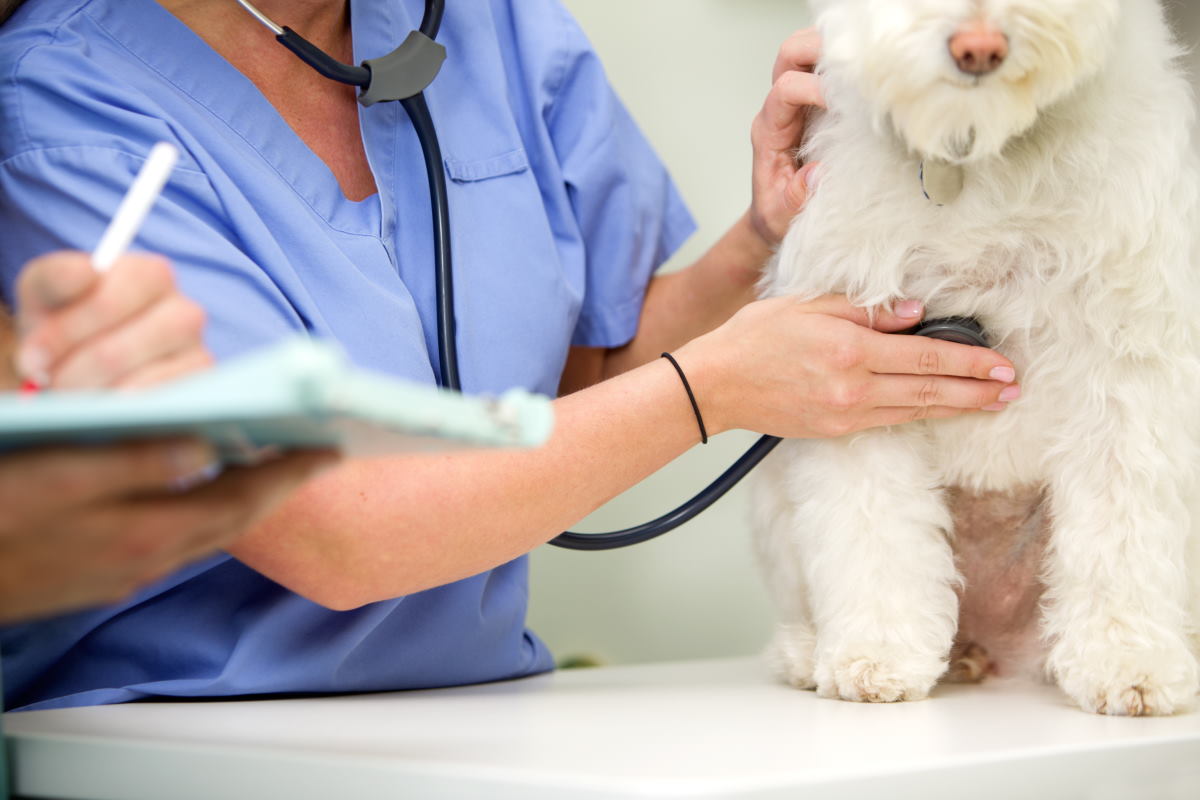 Hospitales veterinarios públicos para atender mascotas: En México se crearán por ley