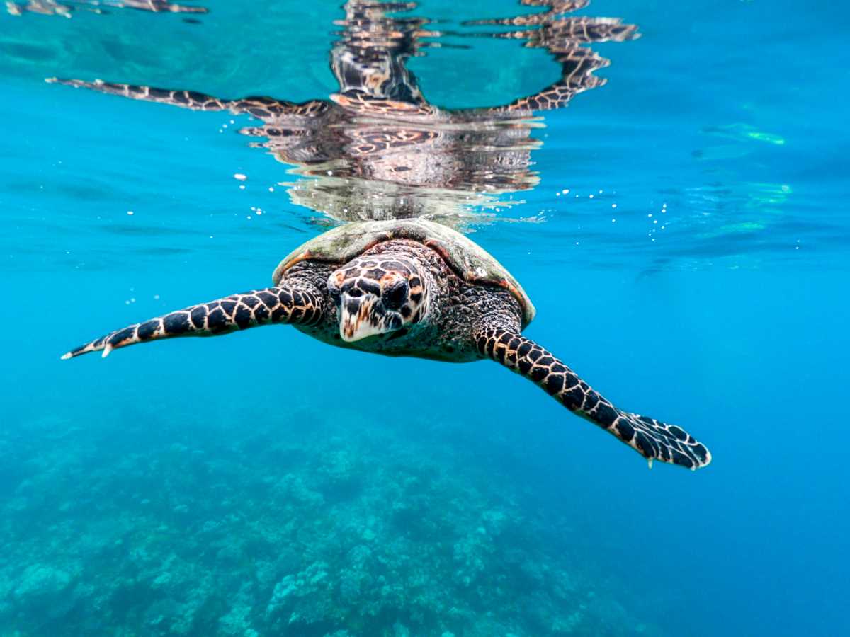 maldive tartarughe