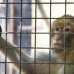 scimmia in gabbia