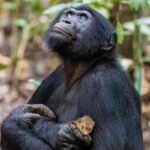 scimmia coccola una mangusta fotografo naturalista dell'anno