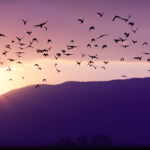 stormo di uccelli al tramonto