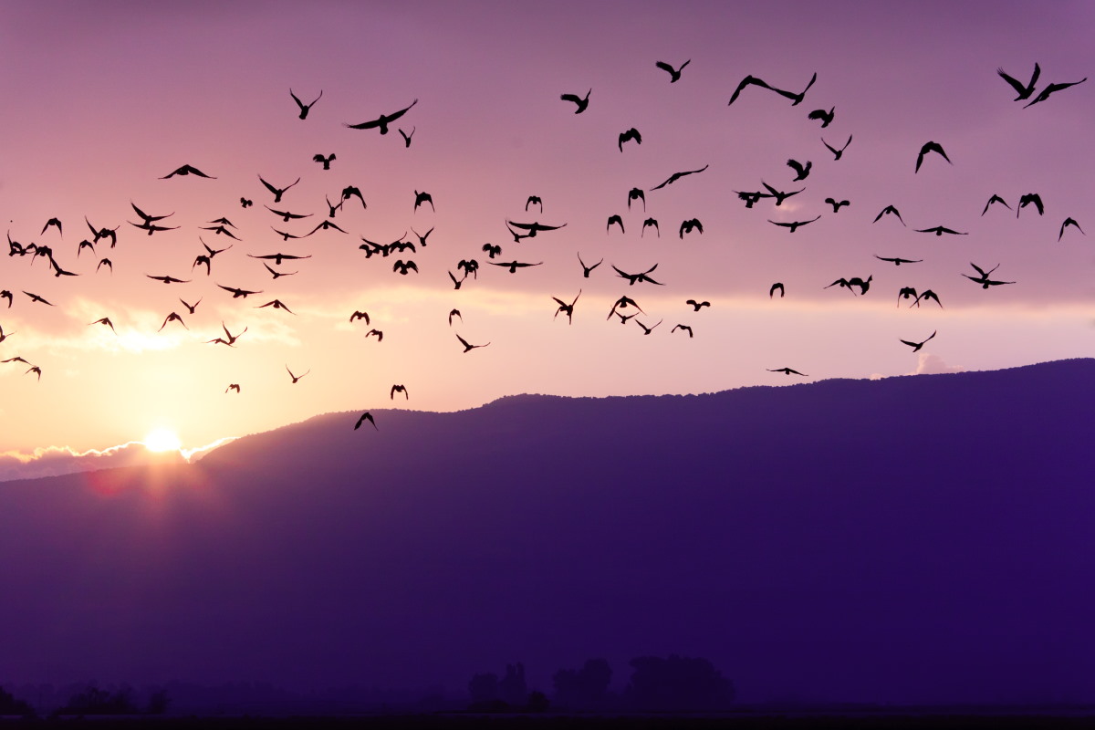 stormo di uccelli al tramonto