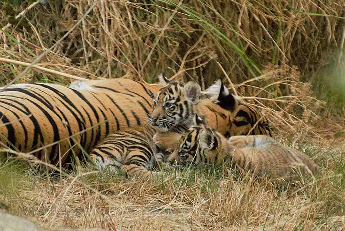 tigre di sumatra cuccioli