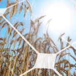 agrivoltaico francia energia da campi di cereali