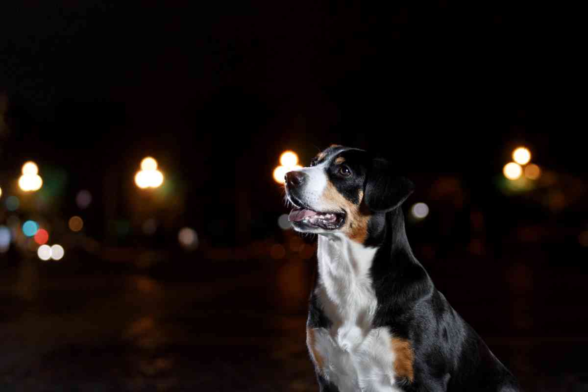 cane buio notte