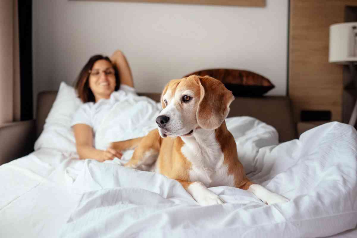 cane letto beagle