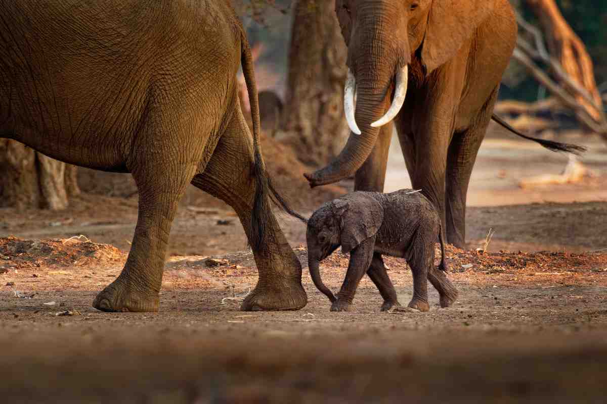 elefantino elefante