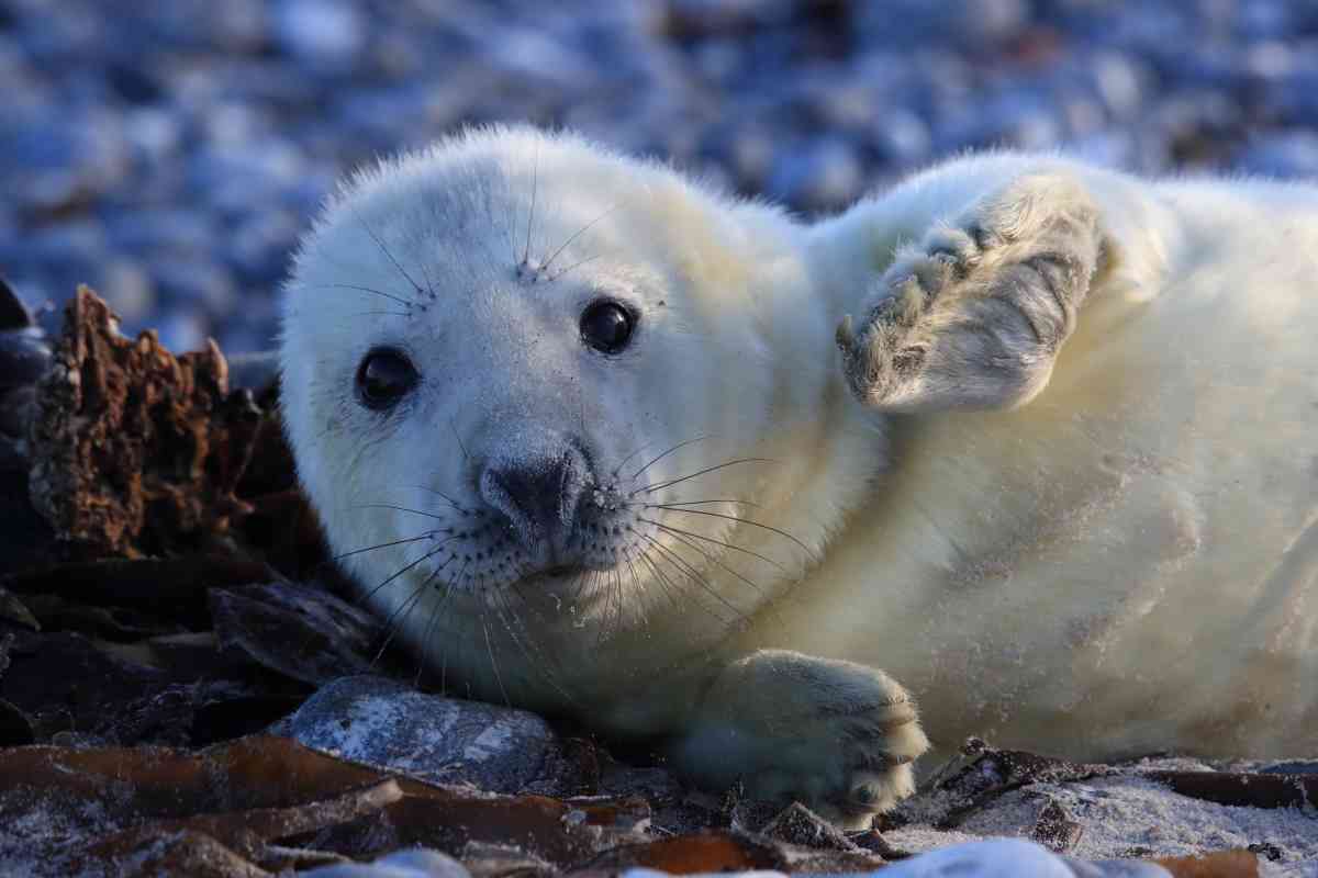 foca grigia