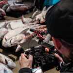inchiesta commercio illegale carne squalo