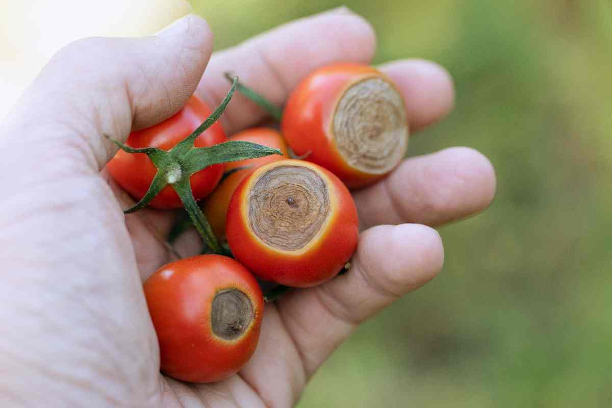 fusariosi pomodori
