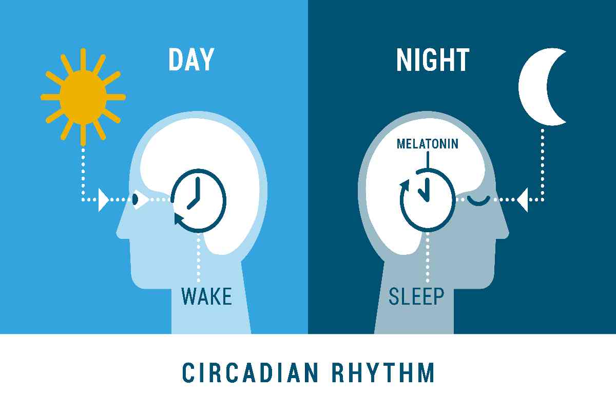 ritmo circadiano
