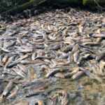 salmoni morti canada