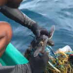 tartaruga marina maldive