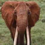 Dida elefantessa africana