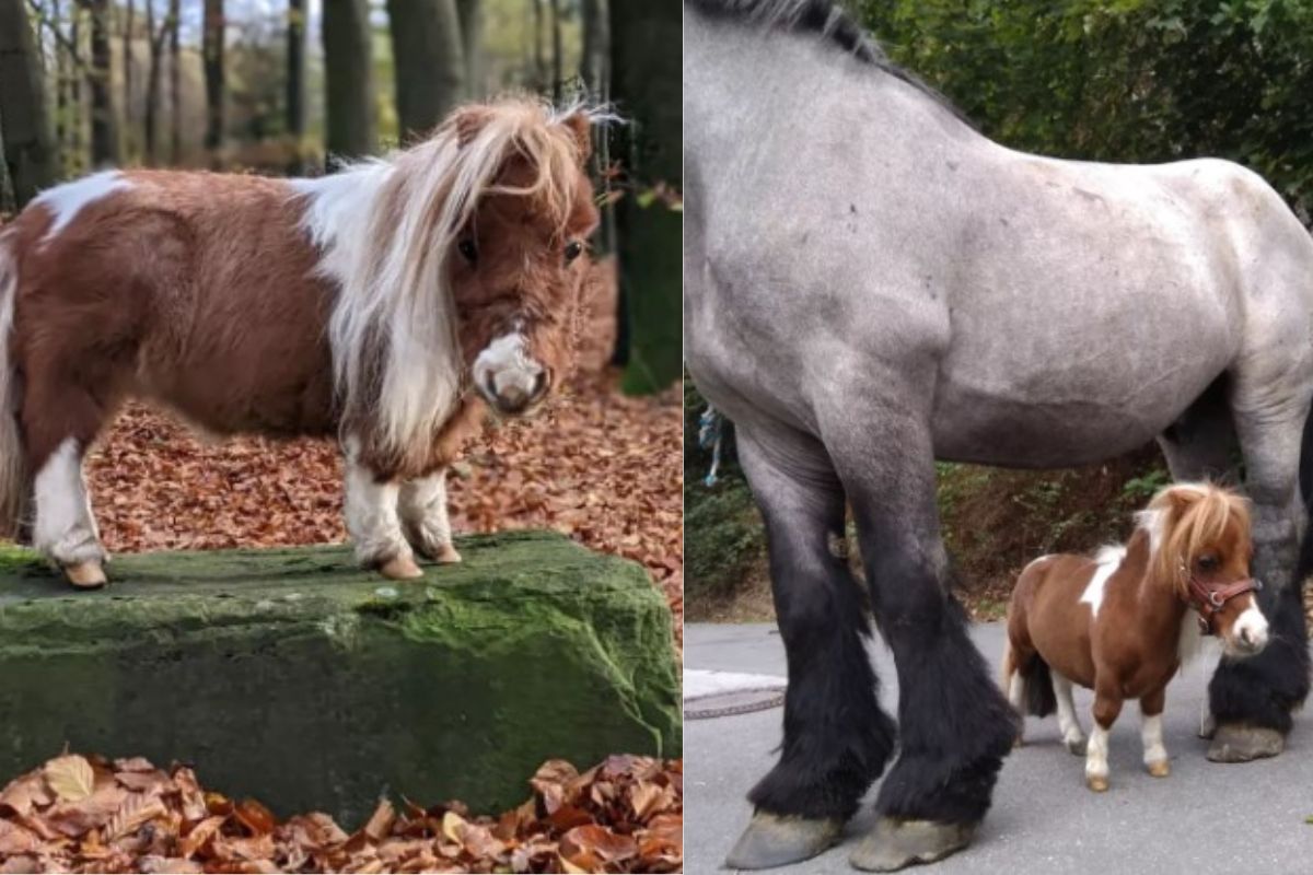 Fieracavalli 125, alla scoperta dei mini pony: la razza di cavallo più  piccola (e più antica) al mondo - la Repubblica