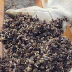 api morte caprino veronese