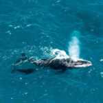 balena franca australe