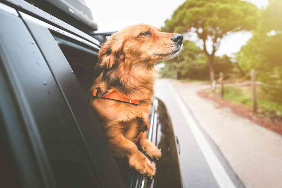 cane auto finestrino